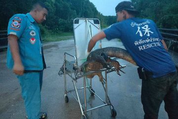 ป้ายทะเบียนรถโรงพยาบาล