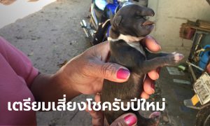 ลูกสุนัขเพิ่งคลอด