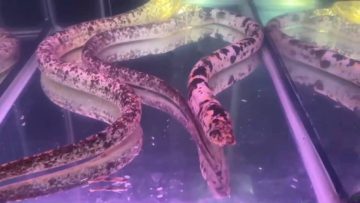 ปลาไหลด่างให้โชค