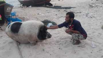 หมูชายหาดนำโชค