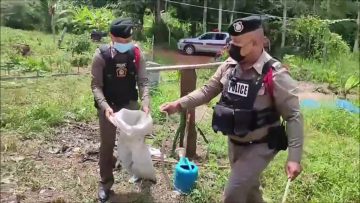 จับงูกะปะหวงไข่