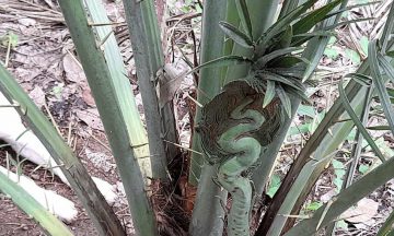ขอโชคต้นอินทผลัม