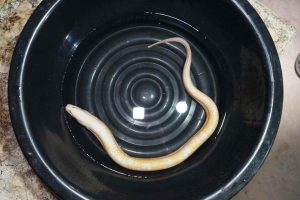 เลขเด็ดปลาไหลสีทอง