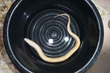 เลขเด็ดปลาไหลสีทอง