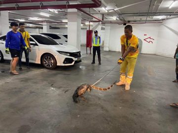 ตัวเงินตัวทอง โผล่ใต้ท้องรถ