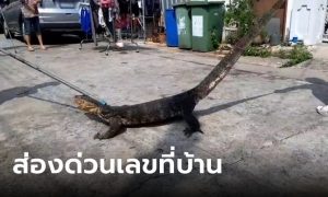 ตัวเงินตัวทอง เข้าบ้าน